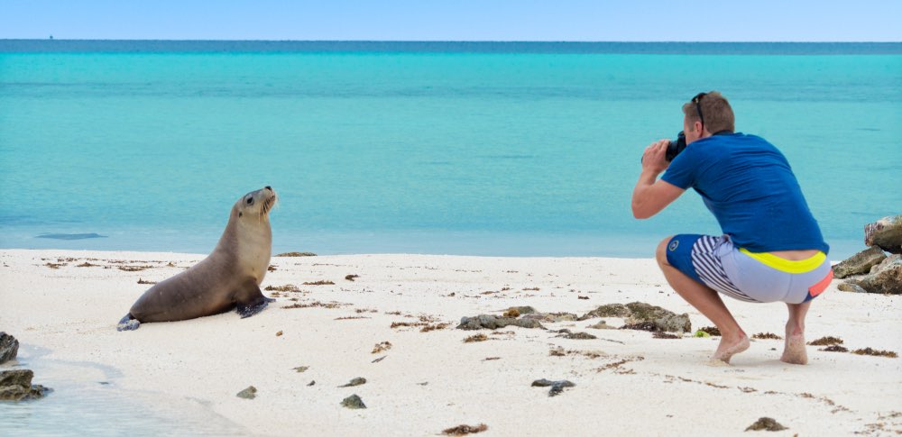 Abrolhos Islands sea lion