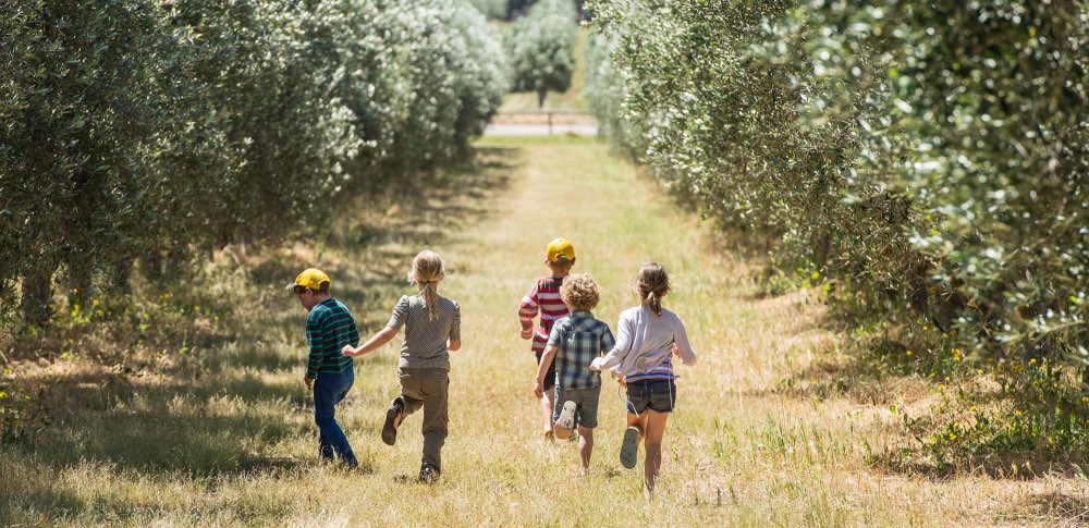 Silverdale Olive Orchard